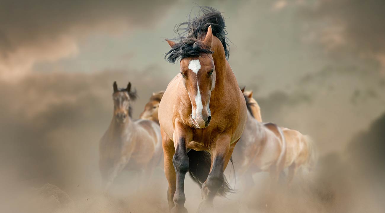 Mastering the Art of Cycling: How to Ride Like a Mustang